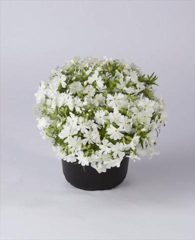 Foto de variedad de flores para ser usadas como: Maceta y planta de temporada Phlox subulata Early Spring White