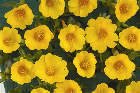 Foto de variedad de flores para ser usadas como: Maceta y planta de temporada Portulaca Pazzaz™ Vivid Yellow