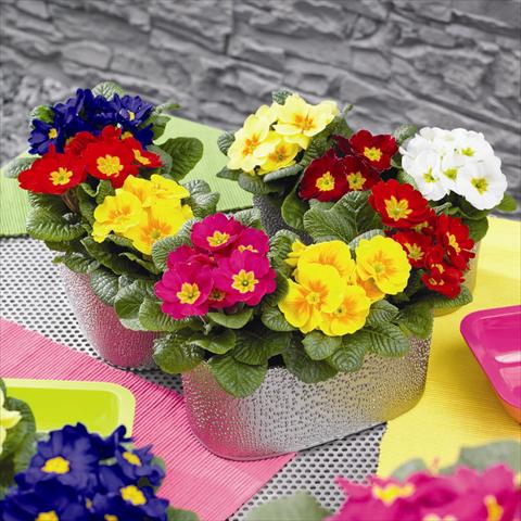 Foto de variedad de flores para ser usadas como: Maceta y planta de temporada Primula acaulis, veris, vulgaris Cairo F1 PrimeTime Mix