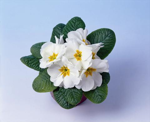 Foto de variedad de flores para ser usadas como: Maceta y planta de temporada Primula acaulis, veris, vulgaris Cairo F1 White