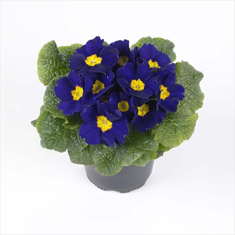 Foto de variedad de flores para ser usadas como: Maceta y planta de temporada Primula acaulis, veris, vulgaris Esna® F1 Blue