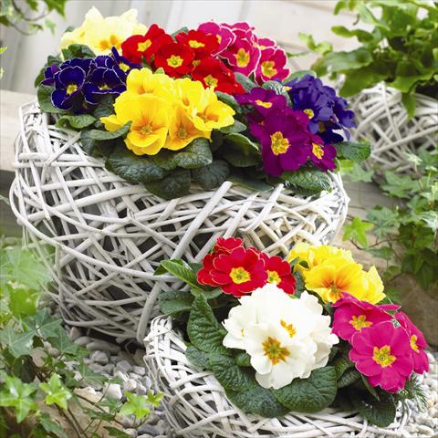 Foto de variedad de flores para ser usadas como: Maceta y planta de temporada Primula acaulis, veris, vulgaris Esna® F1 Prime Time Mix