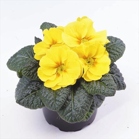 Foto de variedad de flores para ser usadas como: Maceta y planta de temporada Primula acaulis, veris, vulgaris Esna® F1 Yellow