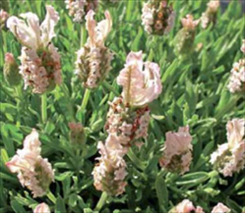 Foto de variedad de flores para ser usadas como: Planta de temporada / borde del macizo Lavandula stoechas Ruffles Peachberry