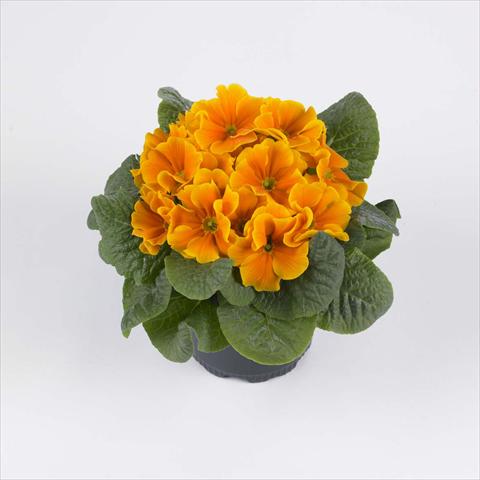 Foto de variedad de flores para ser usadas como: Maceta y planta de temporada Primula acaulis, veris, vulgaris Luxor® F1 Orange