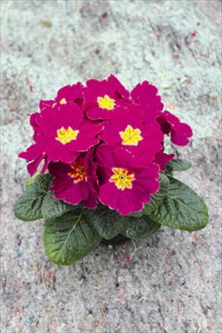 Foto de variedad de flores para ser usadas como: Maceta y planta de temporada Primula acaulis, veris, vulgaris Salome® F1 Lila