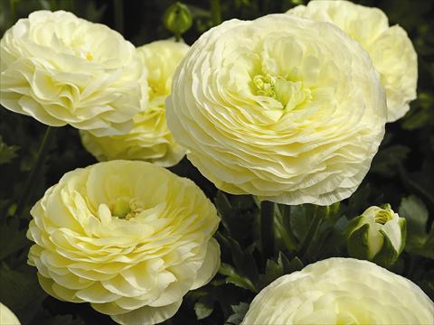 Foto de variedad de flores para ser usadas como: Maceta Ranunculus asiaticus Maché F1 Cream