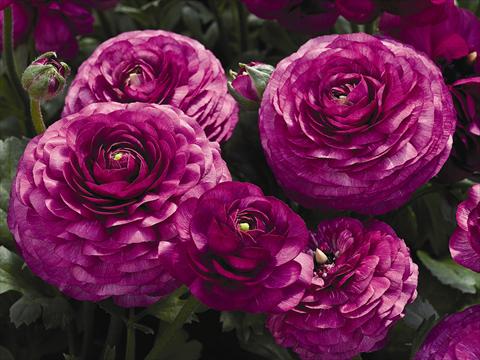 Foto de variedad de flores para ser usadas como: Maceta Ranunculus asiaticus Maché F1 Purple