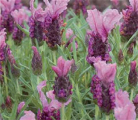 Foto de variedad de flores para ser usadas como: Planta de temporada / borde del macizo Lavandula stoechas Ruffles Raspberry
