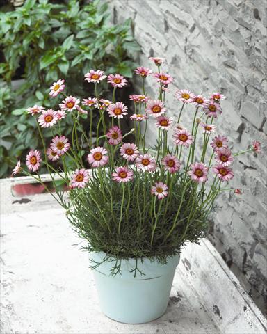 Foto de variedad de flores para ser usadas como: Maceta y planta de temporada Rhodanthemum hybrida Marakesh