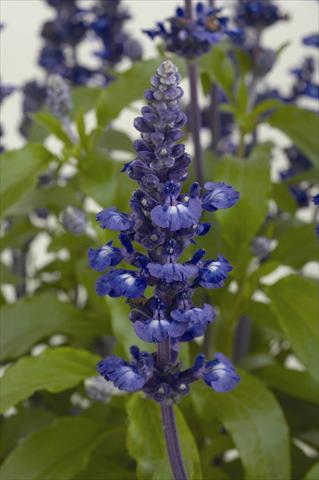 Foto de variedad de flores para ser usadas como: Maceta y planta de temporada Salvia farinacea Sallyfun Blue