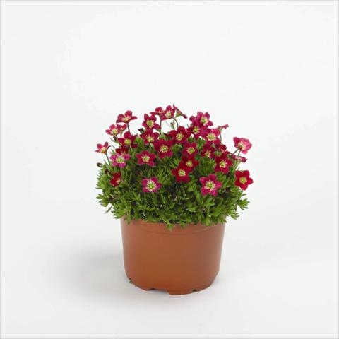 Foto de variedad de flores para ser usadas como: Maceta y planta de temporada Saxifraga x arendsii Rockies F1 Red