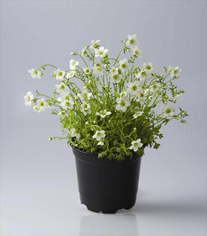 Foto de variedad de flores para ser usadas como: Maceta y planta de temporada Saxifraga x arendsii Rockies F1 White