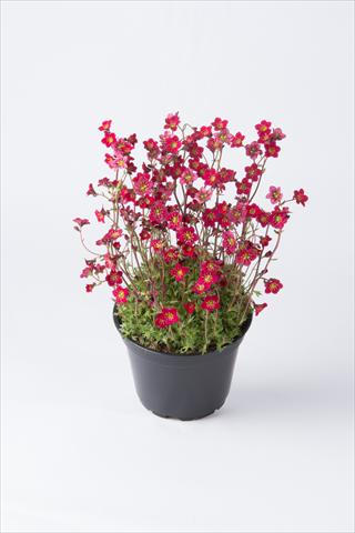Foto de variedad de flores para ser usadas como: Maceta y planta de temporada Saxifraga x arendsii Saxony Red