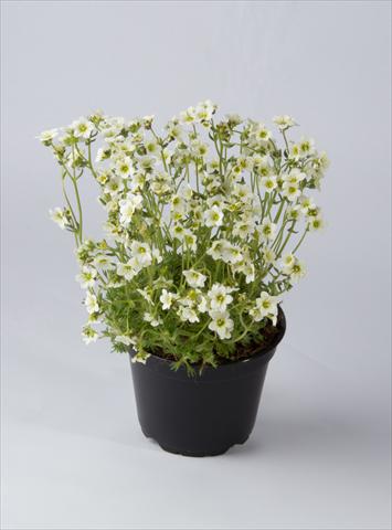 Foto de variedad de flores para ser usadas como: Maceta y planta de temporada Saxifraga x arendsii Saxony White