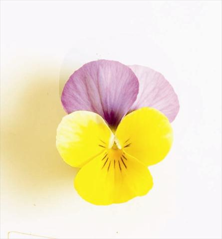 Foto de variedad de flores para ser usadas como: Maceta o cesta de trasplante Viola cornuta Sorbet XP F1 Yellow Pink Jump Up