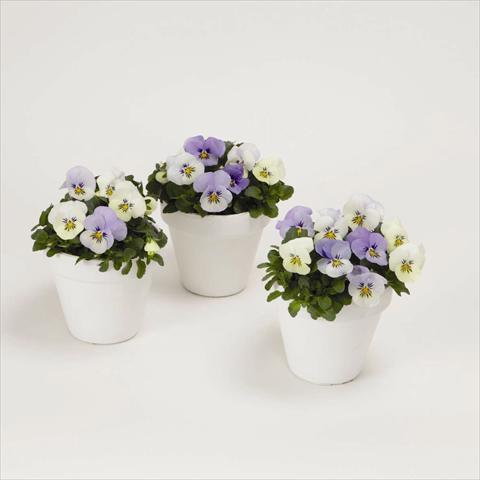 Foto de variedad de flores para ser usadas como: Maceta o cesta de trasplante Viola cornuta Sorbet XP F1 YTT