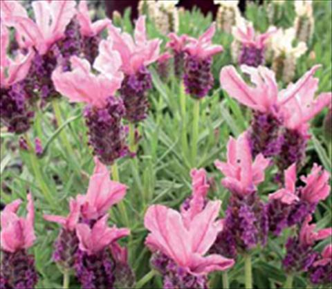 Foto de variedad de flores para ser usadas como: Planta de temporada / borde del macizo Lavandula stoechas Ruffles Sugarberry