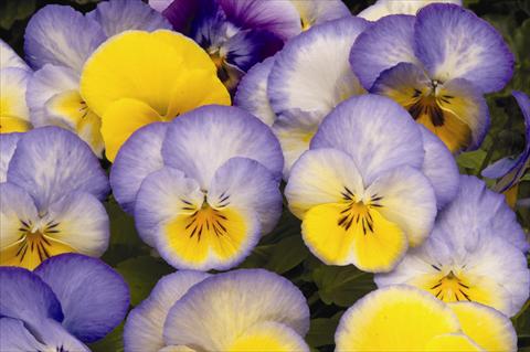 Foto de variedad de flores para ser usadas como: Maceta o cesta de trasplante Viola wittrockiana Cool Wave F1 Blueberry Swirl