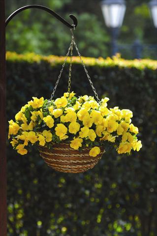 Foto de variedad de flores para ser usadas como: Maceta o cesta de trasplante Viola wittrockiana Cool Wave F1 Golden Yellow