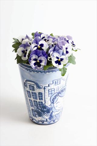 Foto de variedad de flores para ser usadas como: Maceta o cesta de trasplante Viola wittrockiana Matrix™ F1 Delft Blue