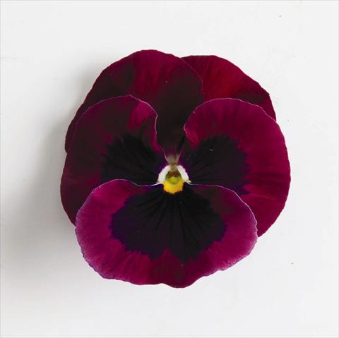 Foto de variedad de flores para ser usadas como: Maceta o cesta de trasplante Viola wittrockiana Matrix™ F1 Rose Blotch