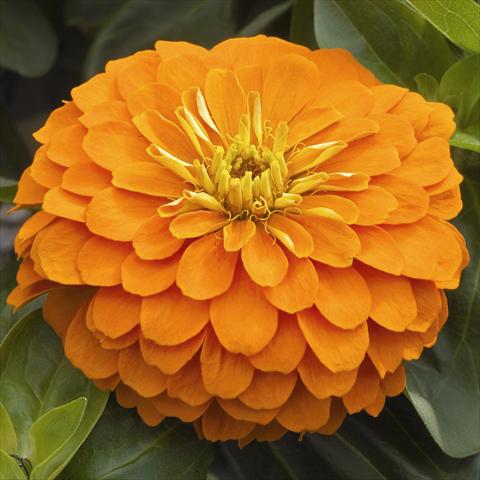 Foto de variedad de flores para ser usadas como: Maceta y planta de temporada Zinnia angustifolia Zen Orange