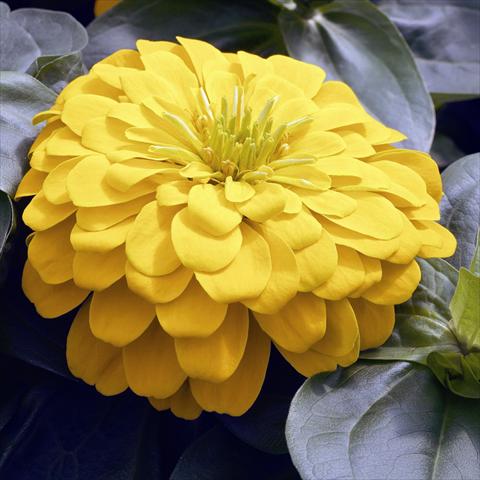 Foto de variedad de flores para ser usadas como: Maceta y planta de temporada Zinnia angustifolia Zinnia elegans Zen Yellow