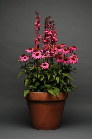 Foto de variedad de flores para ser usadas como: Maceta y planta de temporada 2 Combo Lobelia Echinacea MIX