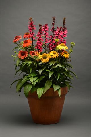 Foto de variedad de flores para ser usadas como: Maceta y planta de temporada 2 Combo Paris in springtime Lobelia Echinacea MIX