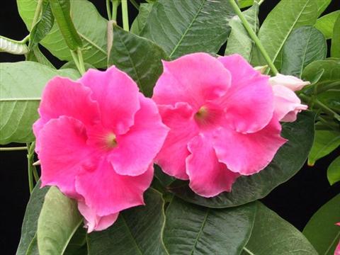 Foto de variedad de flores para ser usadas como: Tarrina de colgar / Maceta Dipladenia (Mandevilla) Pink Velvet