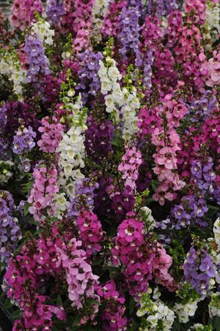 Foto de variedad de flores para ser usadas como: Maceta y planta de temporada Angelonia angustifolia Serenita Mix Improved