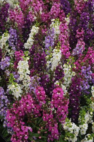 Foto de variedad de flores para ser usadas como: Maceta y planta de temporada Angelonia angustifolia Serenita Speciality Mix