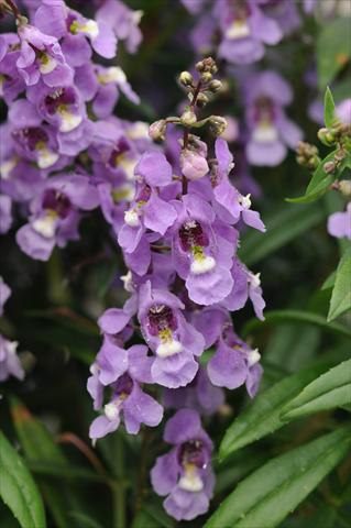 Foto de variedad de flores para ser usadas como: Maceta y planta de temporada Angelonia angustifolia Serenita Sky Blue