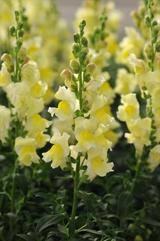 Foto de variedad de flores para ser usadas como: Maceta y planta de temporada Antirrhinum majus Jumpstart Yellow