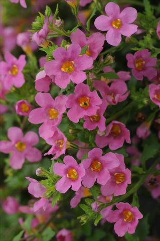 Foto de variedad de flores para ser usadas como: Maceta y planta de temporada Bacopa (Sutera cordata) Bacopa Exp Large Flower Pink