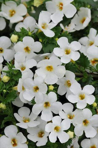 Foto de variedad de flores para ser usadas como: Maceta y planta de temporada Bacopa (Sutera cordata) Exp Large Flower White