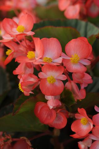 Foto de variedad de flores para ser usadas como: Maceta y planta de temporada Begonia hybrida Begonia Baby Wing Red and White Bicolor