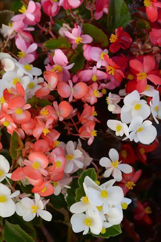 Foto de variedad de flores para ser usadas como: Maceta y planta de temporada Begonia hybrida BabyWing Mixture