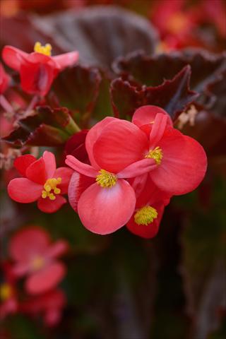 Foto de variedad de flores para ser usadas como: Maceta y planta de temporada Begonia hybrida BabyWing Red