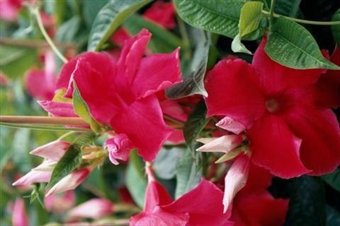 Foto de variedad de flores para ser usadas como: Tarrina de colgar / Maceta Dipladenia (Mandevilla) Red Velvet