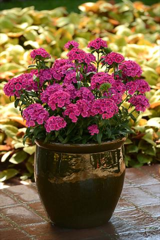 Foto de variedad de flores para ser usadas como: Maceta y planta de temporada Dianthus interspec. Jolt Pink