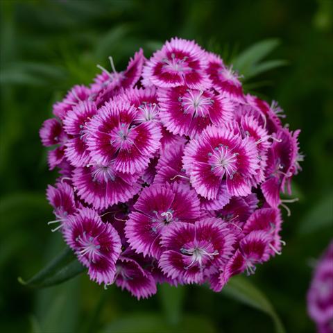 Foto de variedad de flores para ser usadas como: Maceta y planta de temporada Dianthus barbatus Sweet Magenta Bicolor