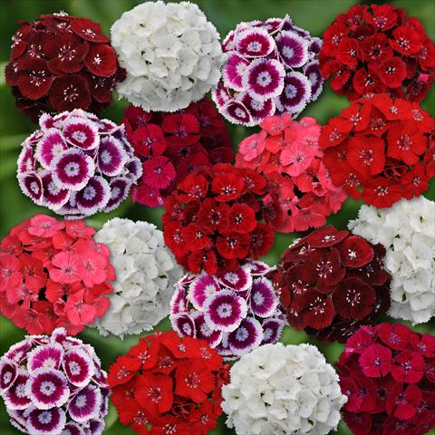 Foto de variedad de flores para ser usadas como: Maceta y planta de temporada Dianthus barbatus Sweet Mixture Improved