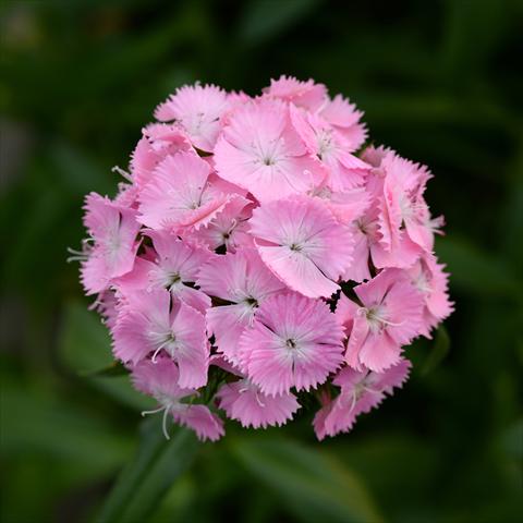 Foto de variedad de flores para ser usadas como: Maceta y planta de temporada Dianthus barbatus Sweet Pink