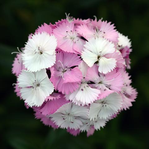 Foto de variedad de flores para ser usadas como: Maceta y planta de temporada Dianthus barbatus Sweet Pink Magic