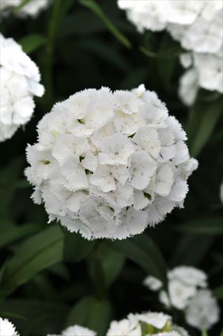 Foto de variedad de flores para ser usadas como: Maceta y planta de temporada Dianthus barbatus Sweet White Improved