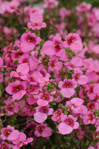 Foto de variedad de flores para ser usadas como: Maceta y planta de temporada Diascia barberae Experimental Dark Pink Shades