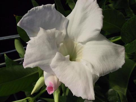 Foto de variedad de flores para ser usadas como: Tarrina de colgar / Maceta Dipladenia (Mandevilla) White Velvet