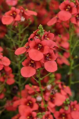 Foto de variedad de flores para ser usadas como: Maceta y planta de temporada Diascia barberae Experimental Red
